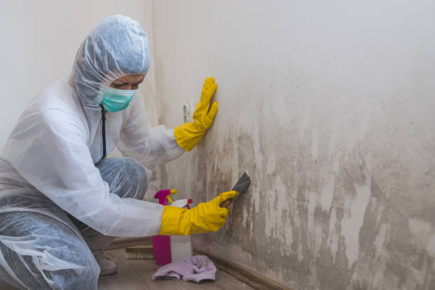 Environmental Consulting for Mold Prevention in Prospect Park, NJ